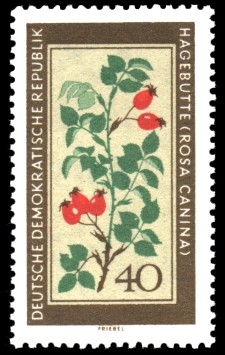 40 Pf Briefmarke: Therapeutische Arzneipflanzen, Hagebutte