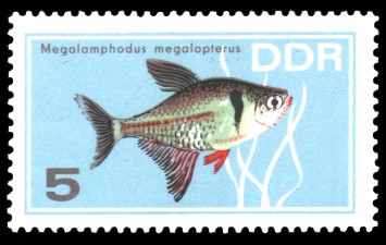 5 Pf Briefmarke: Zierfische, Megalamphodus megalopterus