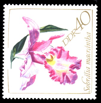 40 Pf Briefmarke: Orchideen