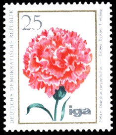 25 Pf Briefmarke: iga Blumenzüchtungen, Nelke
