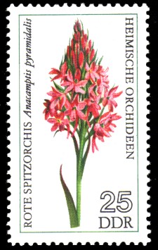 25 Pf Briefmarke: Heimische Orchideen, Rote Spitzorchis