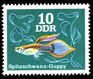 10 Pf Briefmarke: Zierfische, Spitzschwanz-Guppy