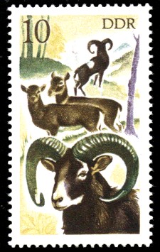 10 Pf Briefmarke: Jagd in der DDR, Mufflon