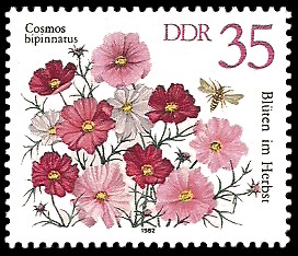 35 Pf Briefmarke: Blüten im Herbst, Cosmos bipinnatus