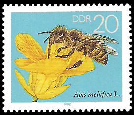 20 Pf Briefmarke: Die Biene, Rapsblüte